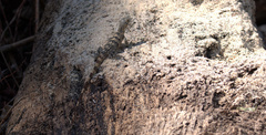 Ctenosaura similis