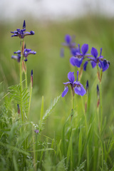 Iris sanguinea