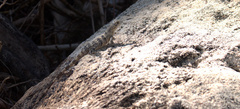 Ctenosaura similis