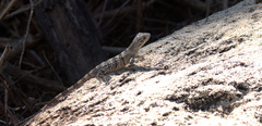 Ctenosaura similis