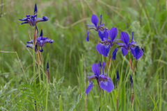 Iris sanguinea