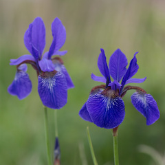 Iris sanguinea