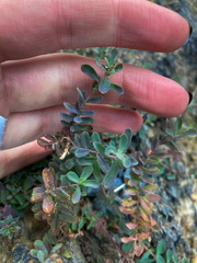 Hypericum perforatum