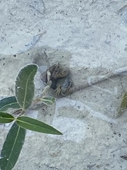 Grapsus albolineatus