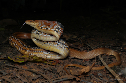 Copper-headed Trinket Snake, Coelognathus radiatus