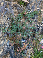 Hypericum perforatum