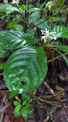 Psychotria cupularis
