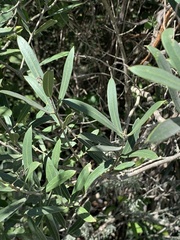 Olea exasperata