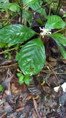 Psychotria cupularis