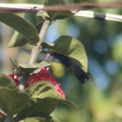 Cynanthus doubledayi