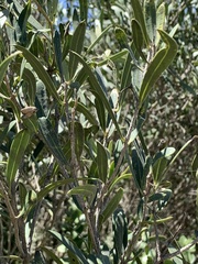 Olea exasperata