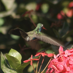 Cynanthus doubledayi