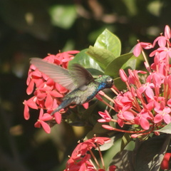 Cynanthus doubledayi