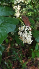 Palicourea violacea