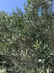 Olea exasperata