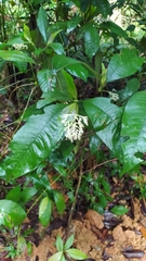 Palicourea violacea