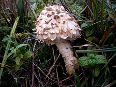 Saproamanita vittadinii