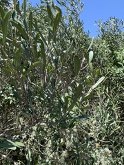 Olea exasperata