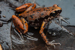 Mada Paddy Frog photo 2