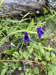 Aconitum delphiniifolium