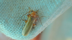 Cantharis cryptica
