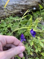 Aconitum delphiniifolium