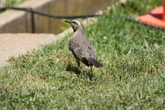 Mimus thenca