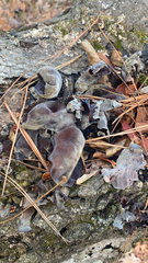 Auricularia cornea