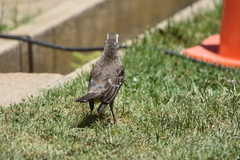 Mimus thenca