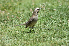Mimus thenca
