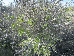 Sarcomphalus obtusifolius