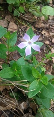 Vinca difformis difformis