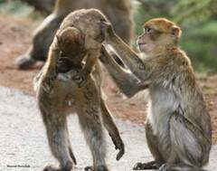 Macaca sylvanus