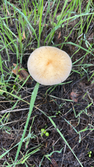 Leratiomyces percevalii