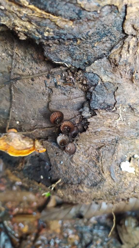 Cyathus