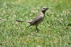 Mimus thenca