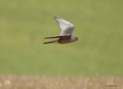 Falco vespertinus