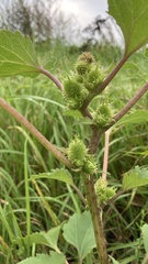 Xanthium orientale riparium