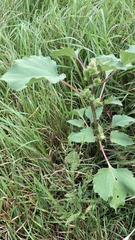 Xanthium orientale riparium