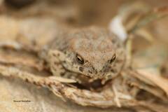 Sclerophrys mauritanica
