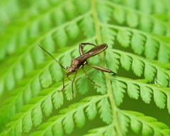Hyalymenus longispinus