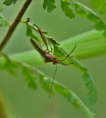 Hyalymenus longispinus
