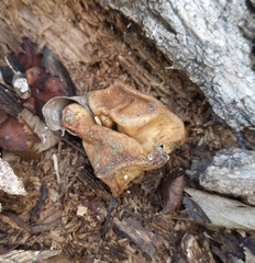 Trichoderma peltatum