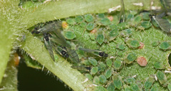 Aphis umbrella