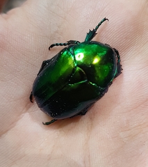 Protaetia speciosissima