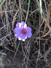 Clarkia rubicunda