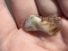 Lamarcka imbricata