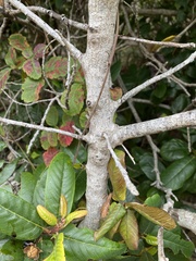 Frangula californica