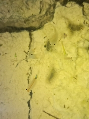 Branchipus schaefferi