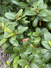 Frangula californica